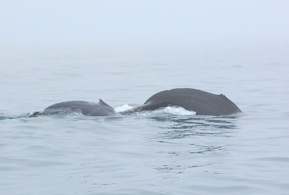 A mother and calf Humpback whales arch their backs, showing the tip of their dorsal fins. The calf, on the left and in front of mom, is light gray and very smooth. Mom is dark gray with some dips and bumps on her back. The water around them is gray-green merging with the gray sky at a barely perceptible line.