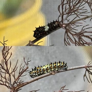 two images stacked one a-top the other - both are of a swallowtail caterpillar on a fennel branch. 

Top is 1st stage. It's about an inch long, mostly black, with spikes, with a white patch in the middle. 

bottom photo: same caterpillar after molt, now stage 2. A bit larger, predominately light green, with black spikes and oranage spots among the spikes. 