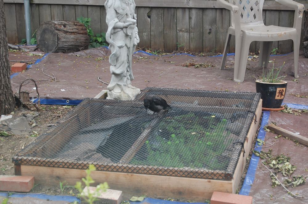 A fledgling crow: mostly black with bits of grey under plumage showing on their side, looks into a square-ish pond that is covered by a black, wide-mesh-cover. A light gray statue stands behind and to the left of the crow, green plants reach up to the cover from the water on the lower right side. 