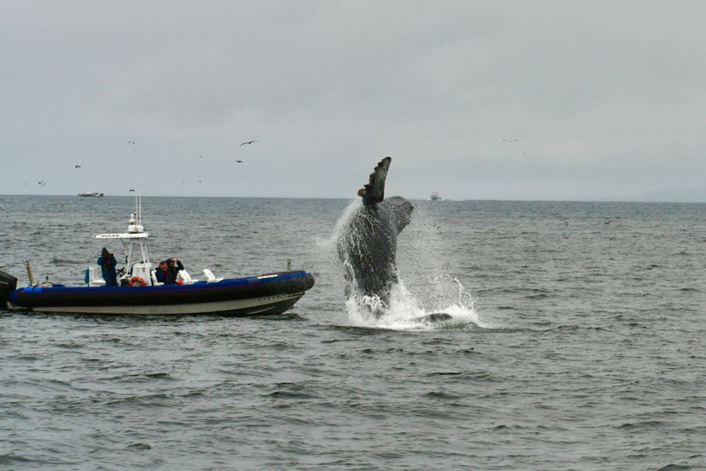 A very small black motor boat with a few people on board has a front row seat to a breaching Humpback whale. the whale is dark gray, in mid rotation from front to its back, rising up from the gray-green water only a few feet from the bow of the boat. 