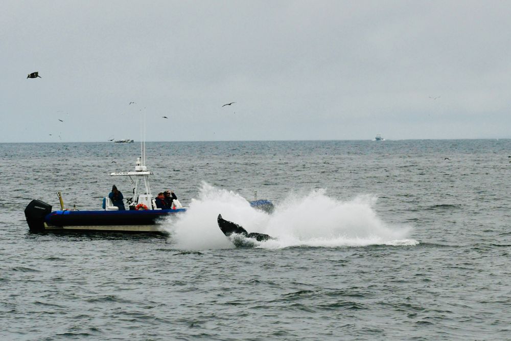 Same boat, same whale - seconds later as the whale completes its rotation with a massive splash. The end of the whale's dark tail flukes can be seen in the midst of the large and explosive back wash of white water moving toward the boat and her passengers.
