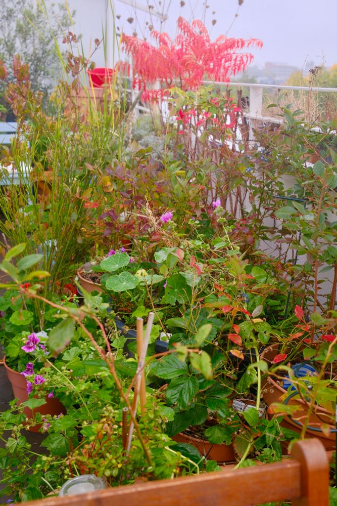 Man sieht bepflanzte Kübel, in denen manche der Pflanzen schon rotes Herbstlaub tragen 