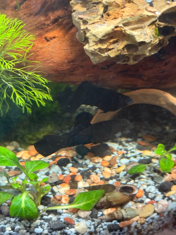 Zwei ausgewachsene männliche Black Mollys im Wasser 