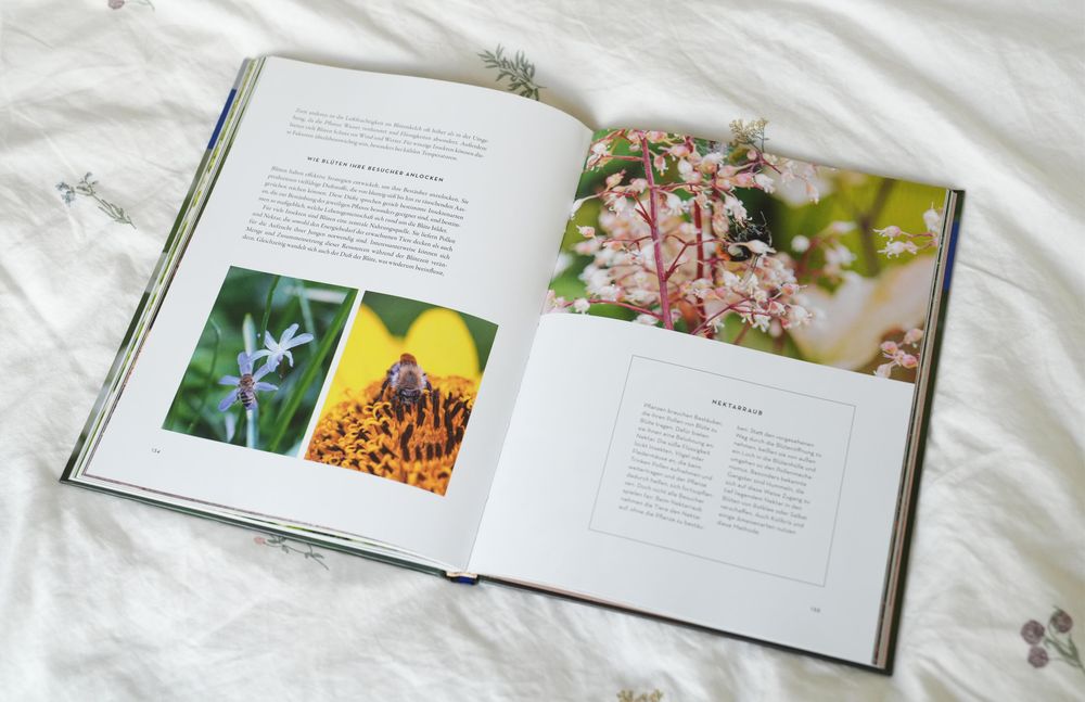 Eine Doppelseite aus dem Buch, man sieht Insekten und Blüten