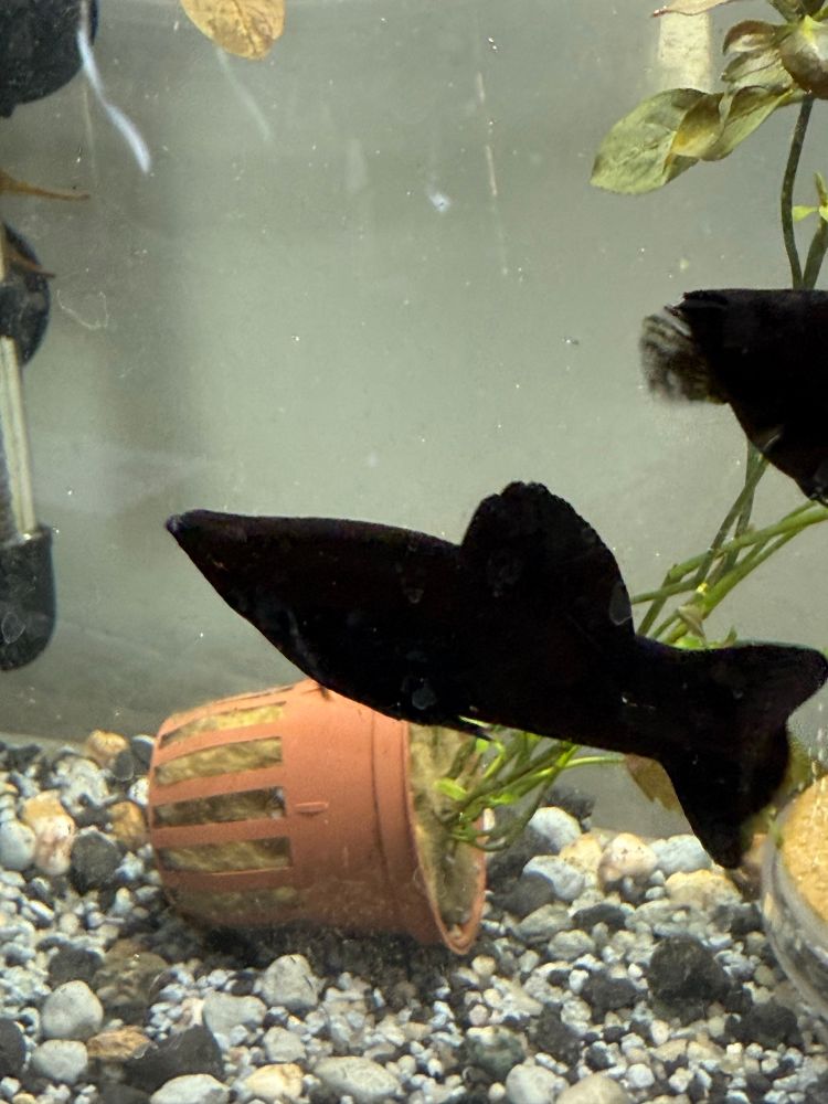 Ein Black Molly 
