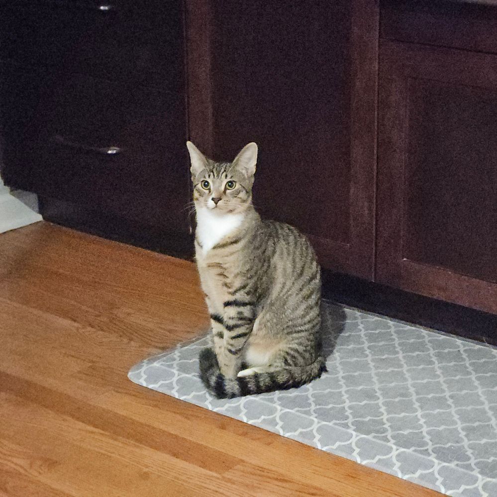 a gray tabby sitting up straight with his tail tucked politely around his paws