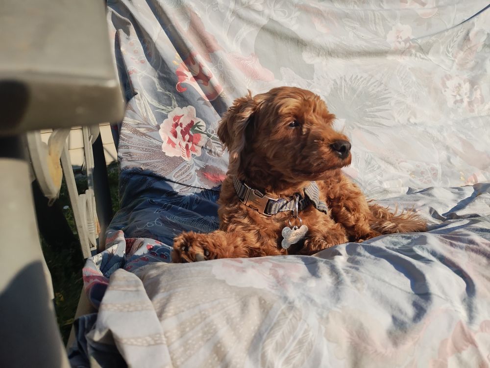 A brown cavapoo squinting at the sun as he basks on a bench.