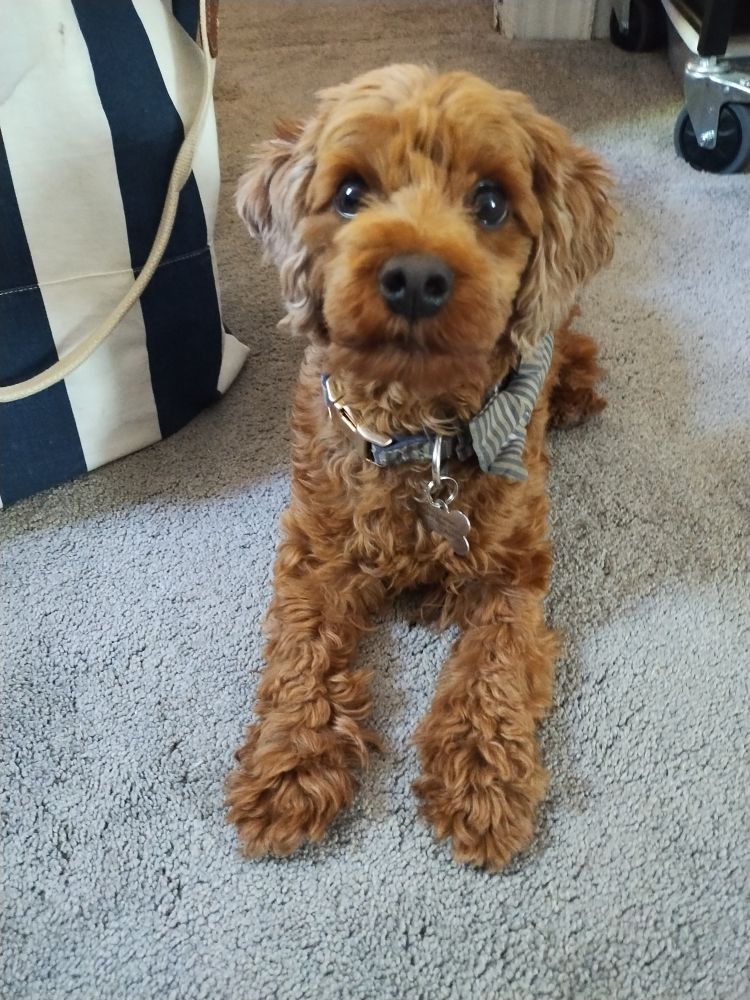 A brown cavapoo laying down, eager to fetch. 