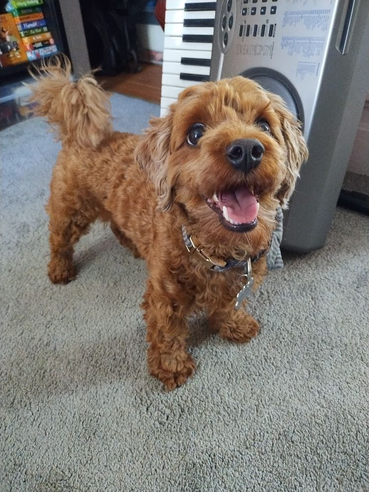 A brown cavapoo smiling and standing, eager to fetch.