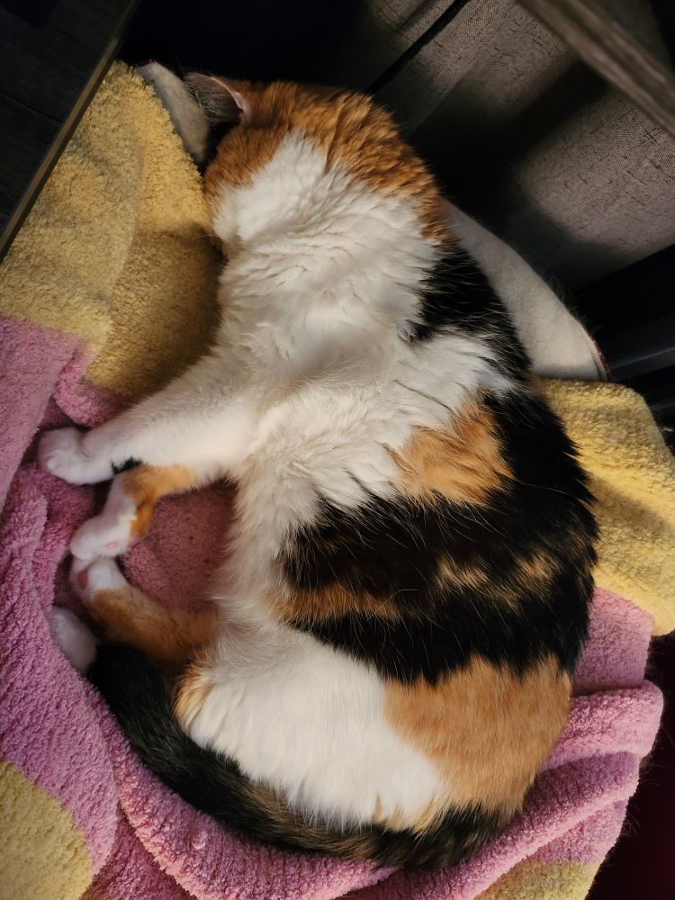 Coco the calico cat is napping, as usual, her face buried in her bed.