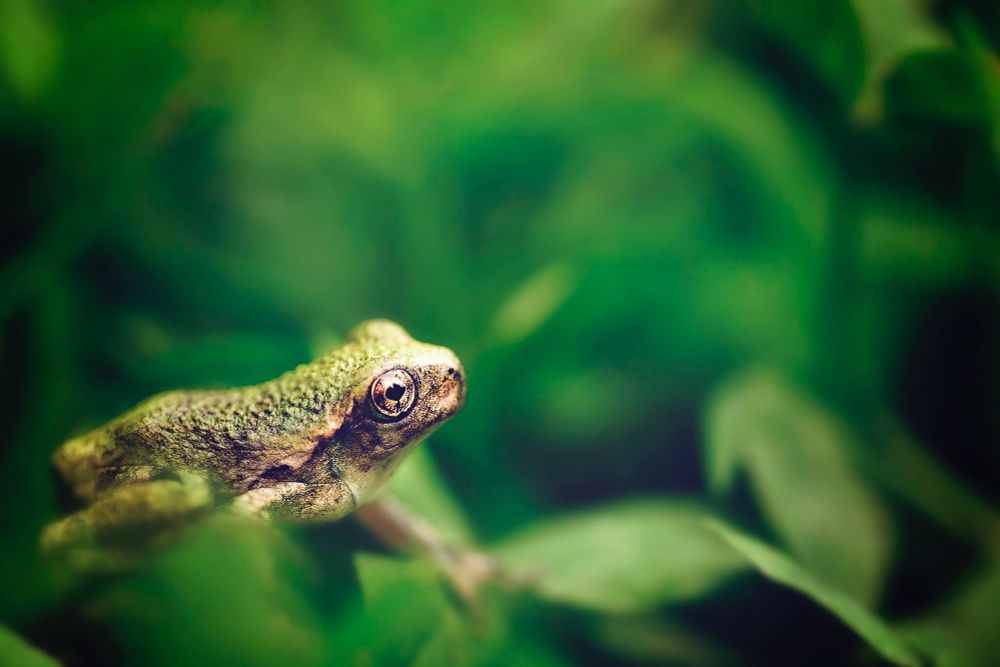 A tiny green frog with light gold eyes sits in profile on a leafy plant in front of a green leafy background that fades due to narrow depth of field. 