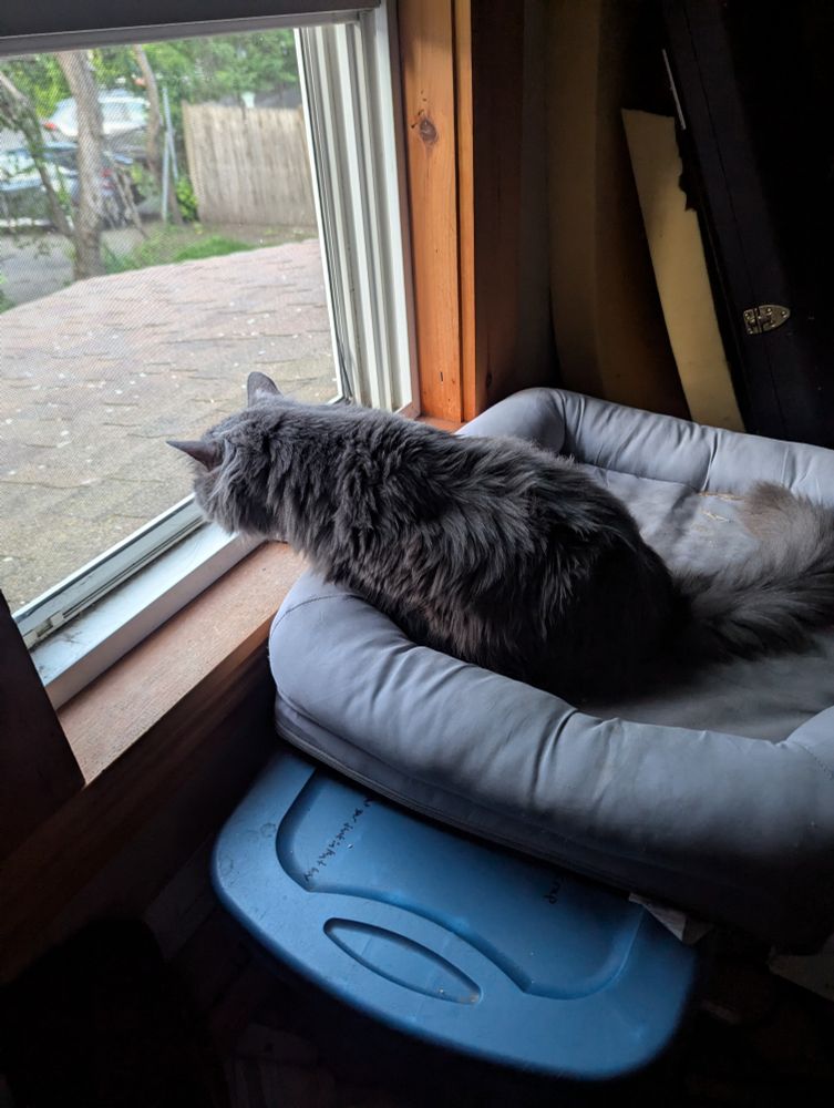 A big grey cat intently looking out the window 