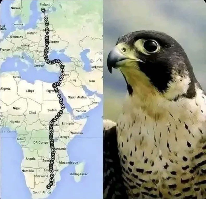 This falcon was equipped with a GPS. 

It was tracked covering about 230 km a day from South Africa until it reached Finland 42 days later