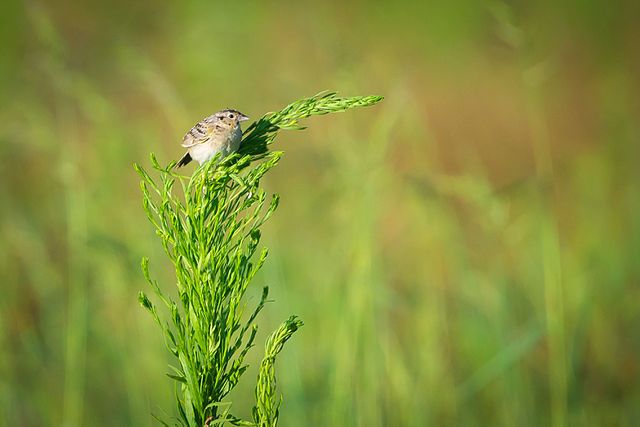 Grasshopper sparrow perching on a plant
Credits: Andrew C (CC-BY 2.0) through Wikimedia Commons.