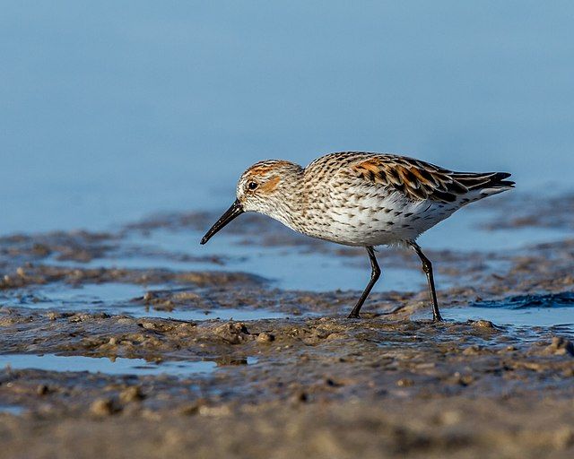 Western sandpiper walking on the beach.
Credits: Andy Morffew (CC-BY 2.0) through Wikimedia Commons.