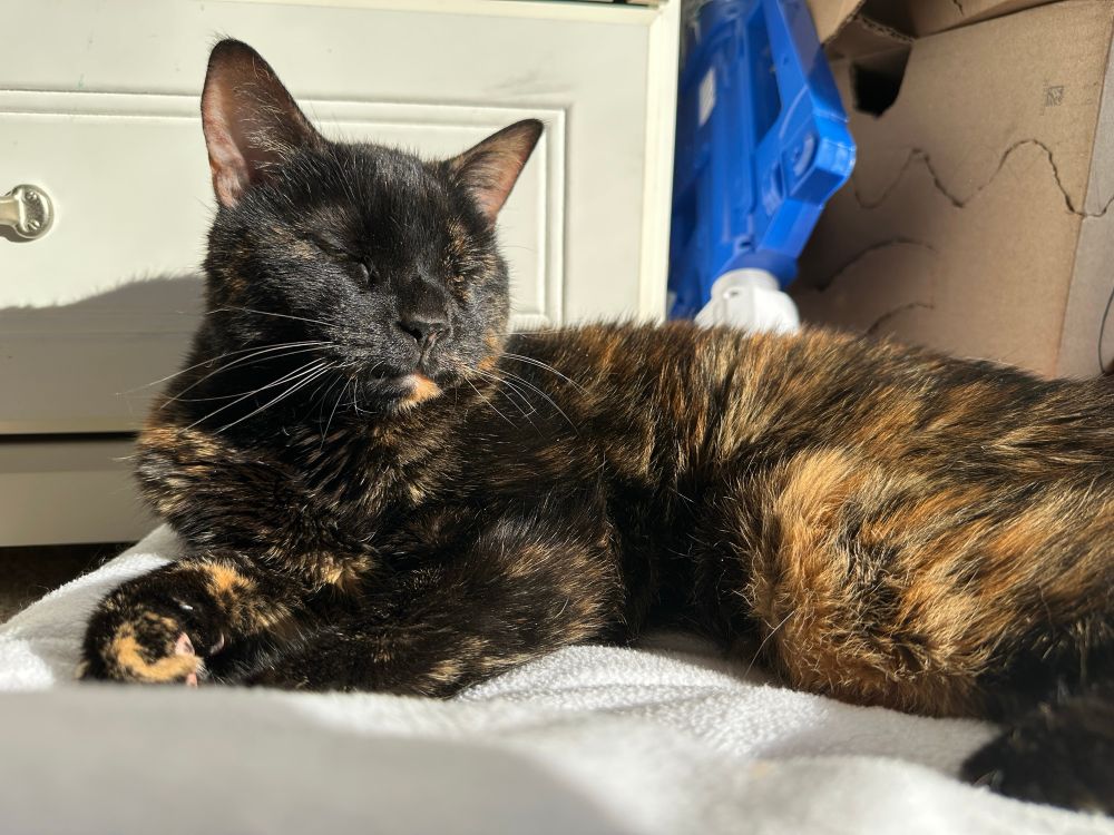 A tortie cat lying on a blanket turns her contented face towards the sun with closed eyes.