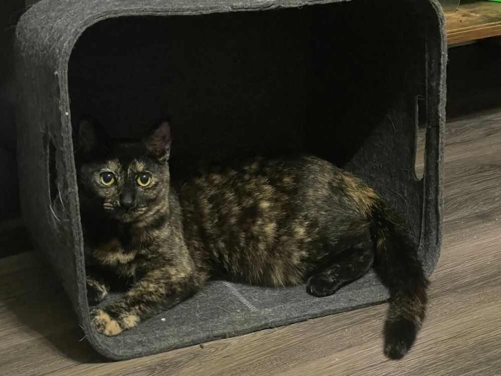 Tortie cat sitting in a box that is in its side