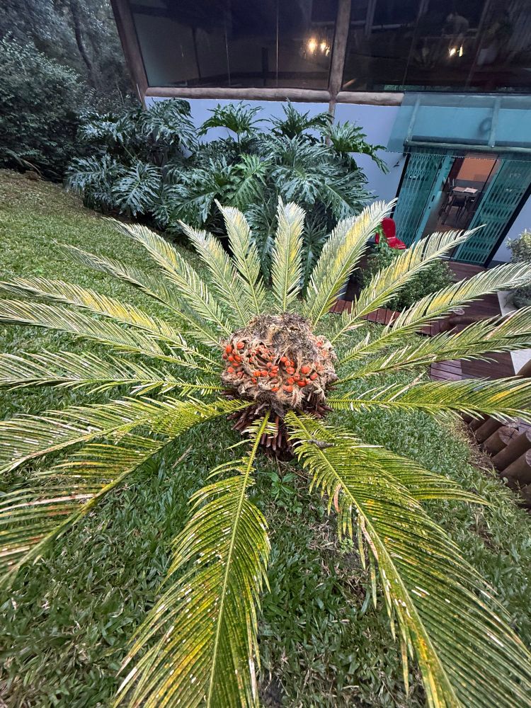 a view down at some kind of wild palm stump thing with bright orange seeds and big leaves. My botany instincts say "tree fern" but beyond that, who knows. Jungle botany is a whole other beast from what I studied. 