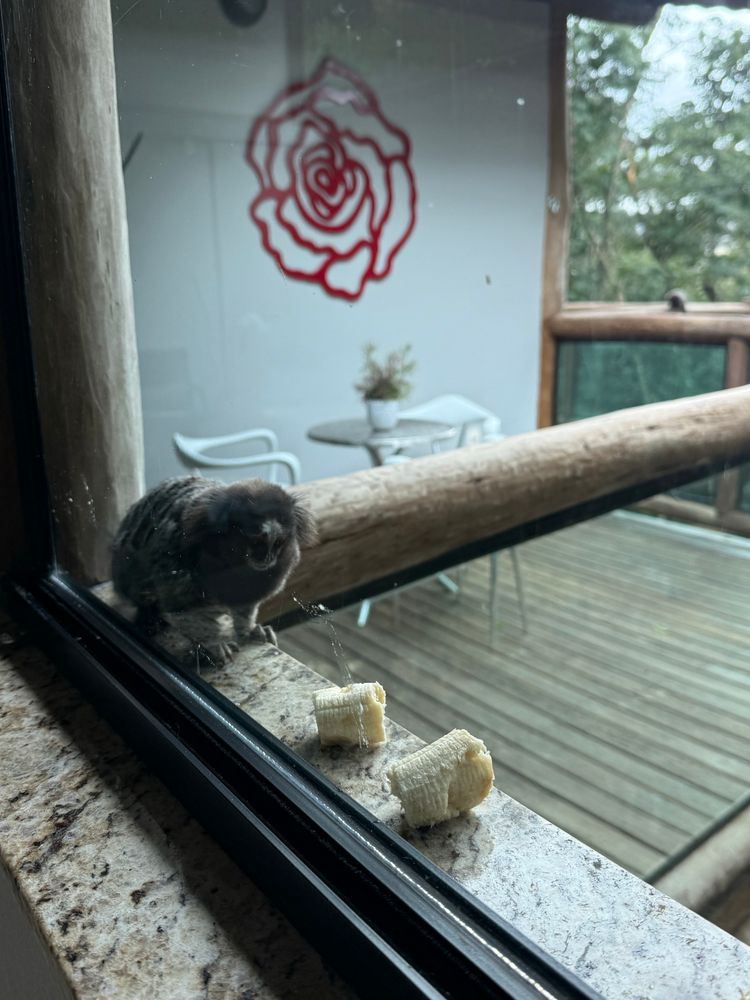 striped marmoset on a porch railing approaching a banana next to the window. it's really close now!! 