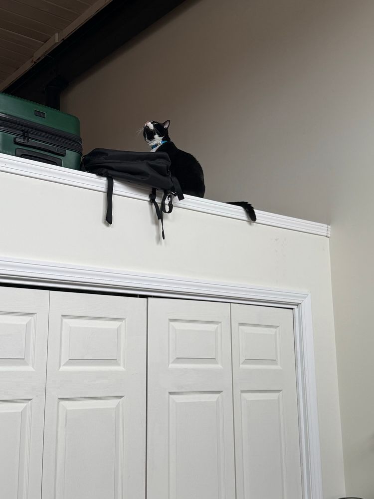 A closet in the half-height wall with some luggage on top. And a cat. 12 feet up. Just vibing. 