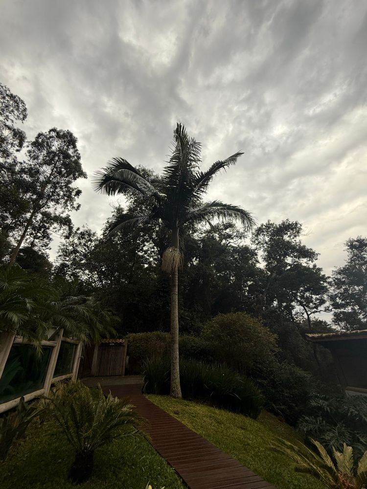 a view of a giant palm tree with an orchid root system silhouetted against a rainy gray sky on a mountain