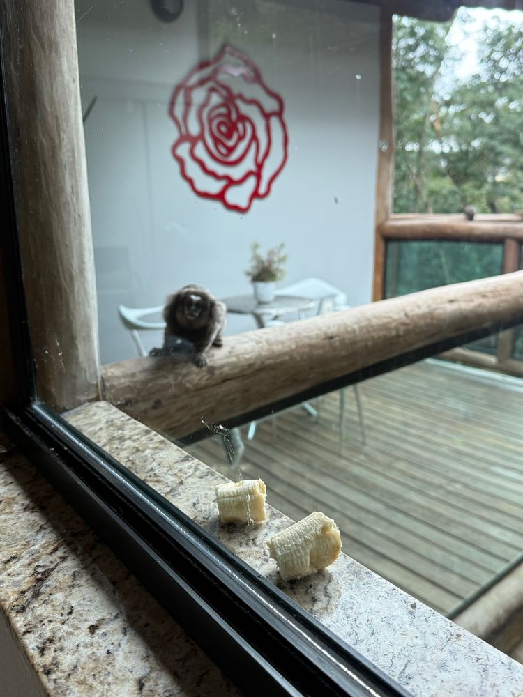 striped marmoset on a porch railing approaching a banana next to the window 