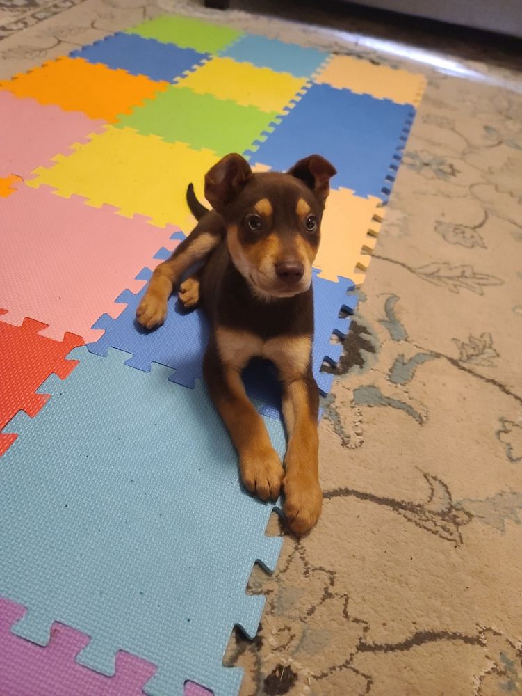My friends' mother's dog Banjo, who was THE CUTEST puppy, with a tan and dark brown fur pattern that looks very Husky (including a little mask!) but he is short haired and THE CUTEST PUPPY EVER. He's sitting on one of those play mats that is made up of large foam puzzle pieces in various colors. 