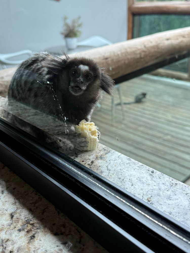 a super close photo of him nomming on the banana and looking up at me through the window with his little mouth open!!!! it's the cutest thing ever!!!!! 