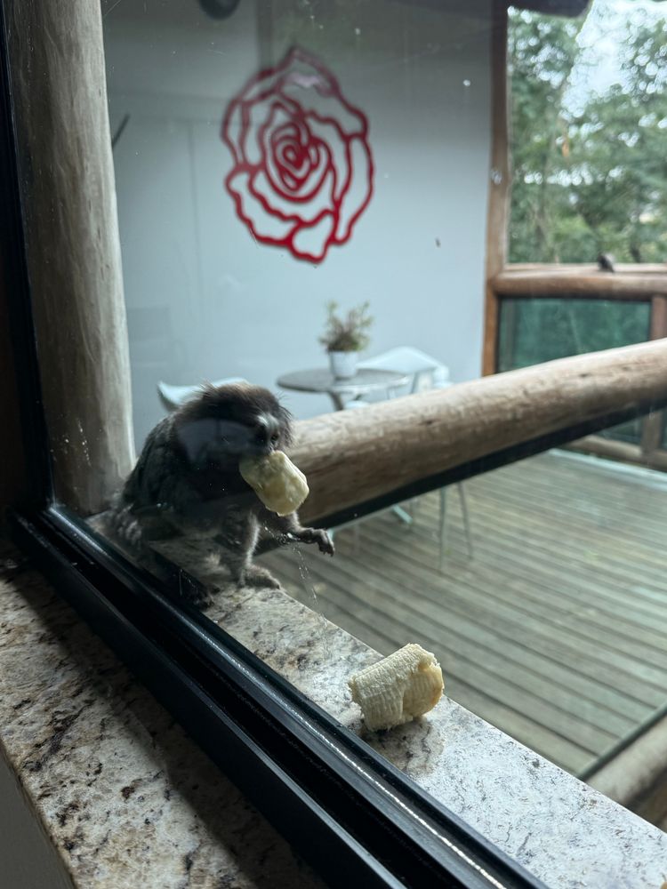 striped marmoset on a porch railing with a relatively giant banana piece in it's mouth, like, it's the size of his widdle head 