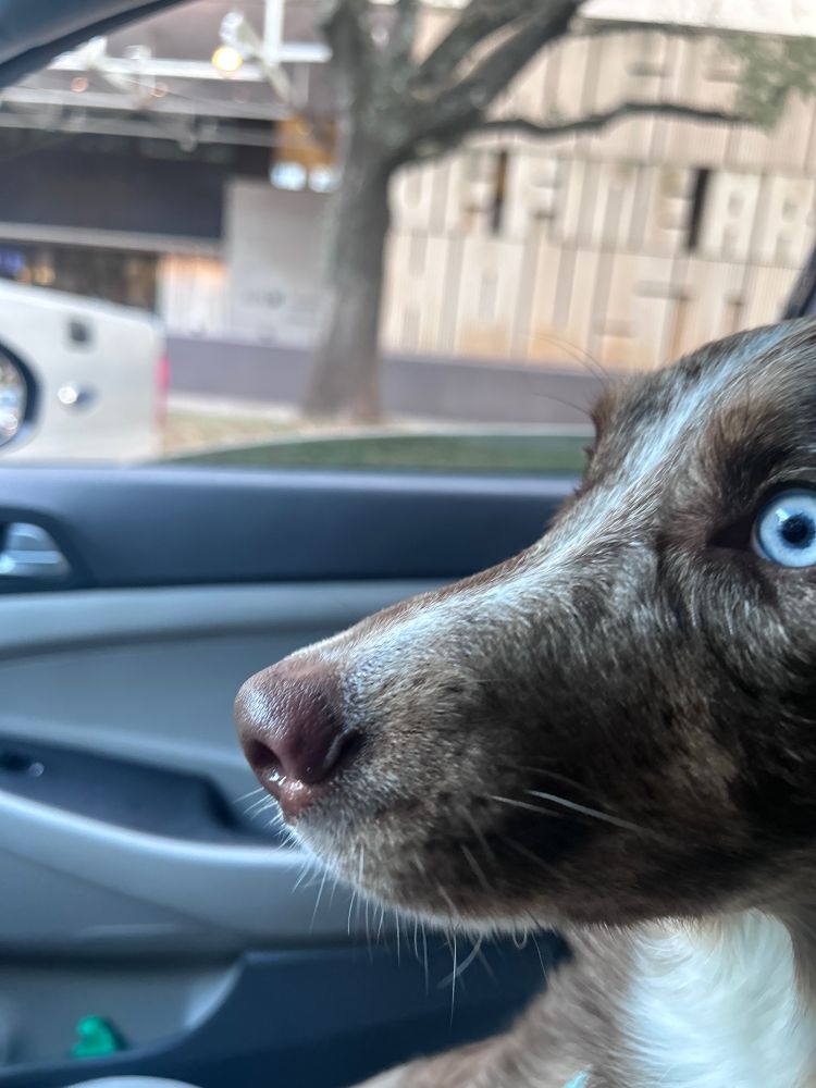 A concerned dog looks out of a car window