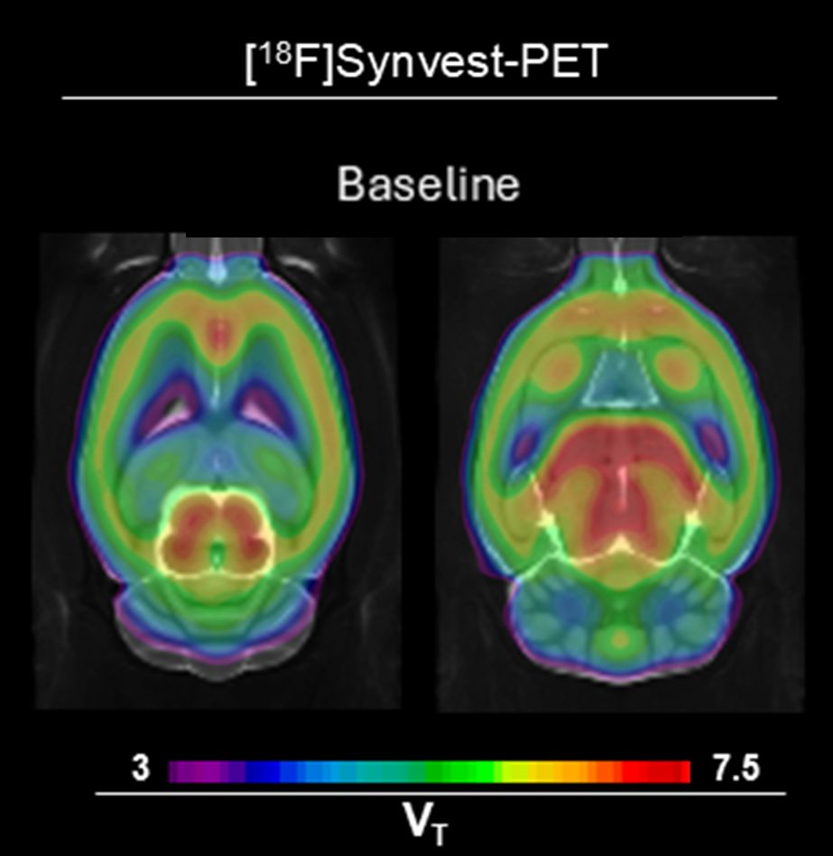 SV2A imaging in the living rat brain using the tracer 18F-SynVest-1