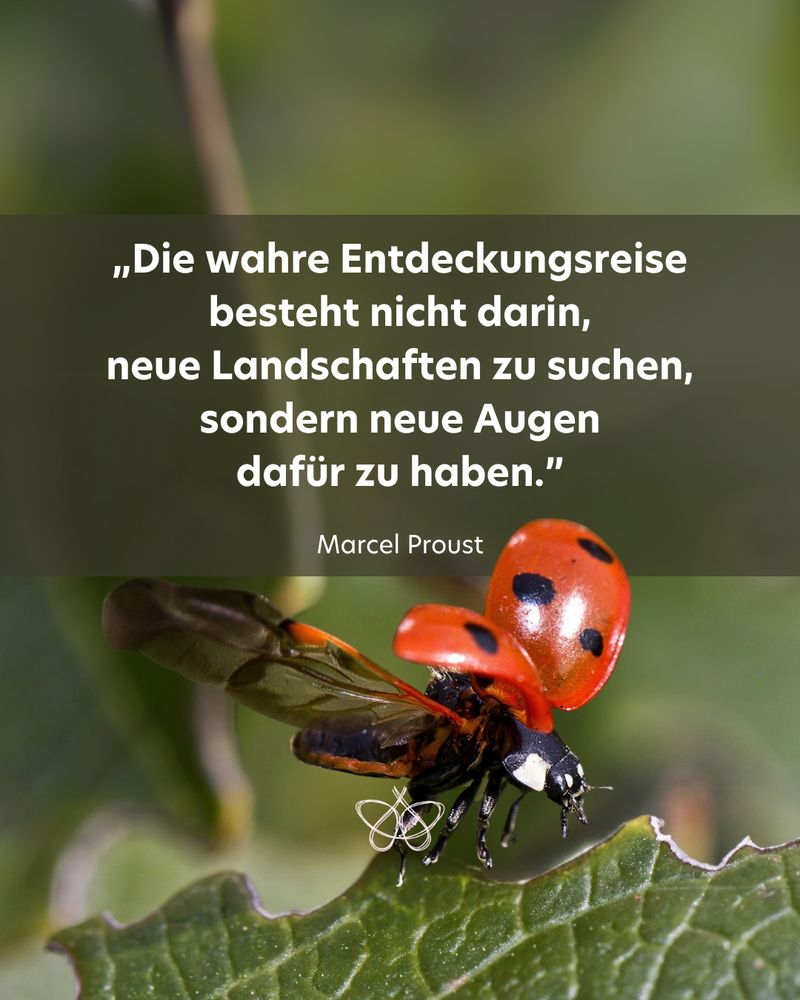 Im unteren Bildbereich befindet sich ein Marienkäfer gerade im Landeanflug auf ein Blatt, die Flügel sind noch geöffnet.

In der Bildmitte steht das Zitat von Marcel Proust:
„Die wahre Entdeckungsreise besteht nicht darin, neue Landschaften zu suchen, sondern neue Augen dafür zu haben.” 