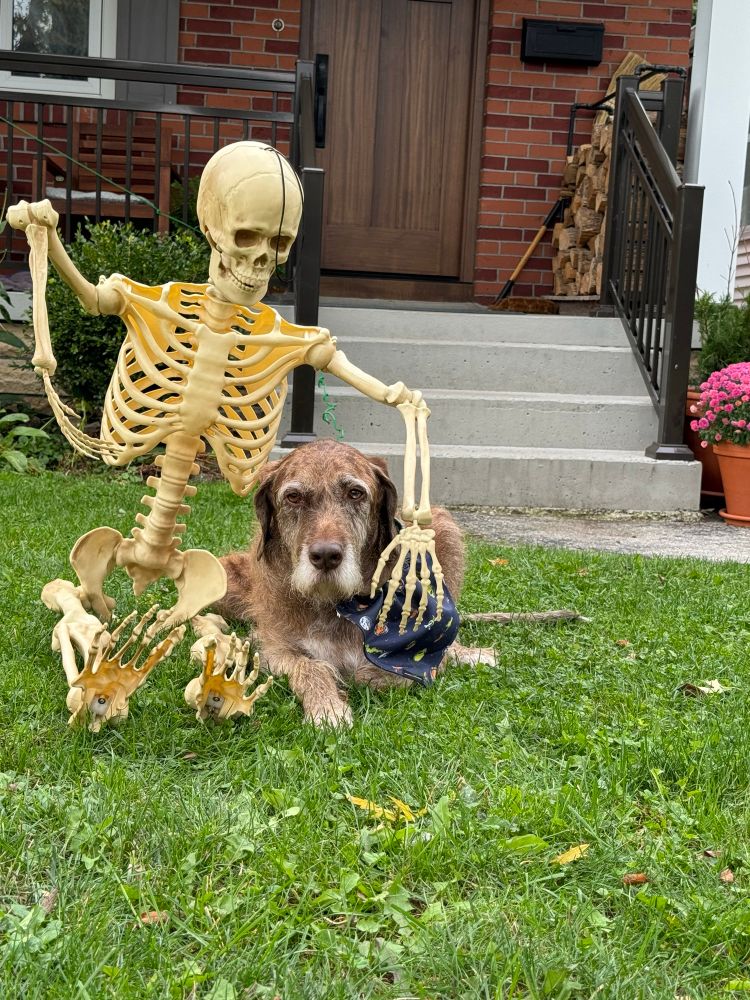 Skeletons and dog 
