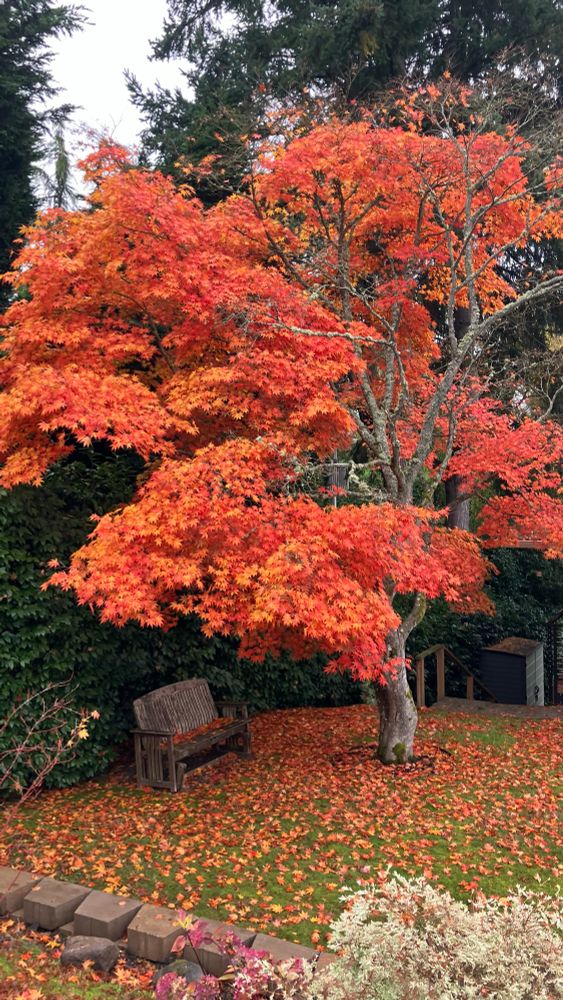 A brilliant orange-red maple-like tree in the front yard of an old suburban neighborhood. Some of the leaves have begun to fall to the lawn and are almost covering the grass.