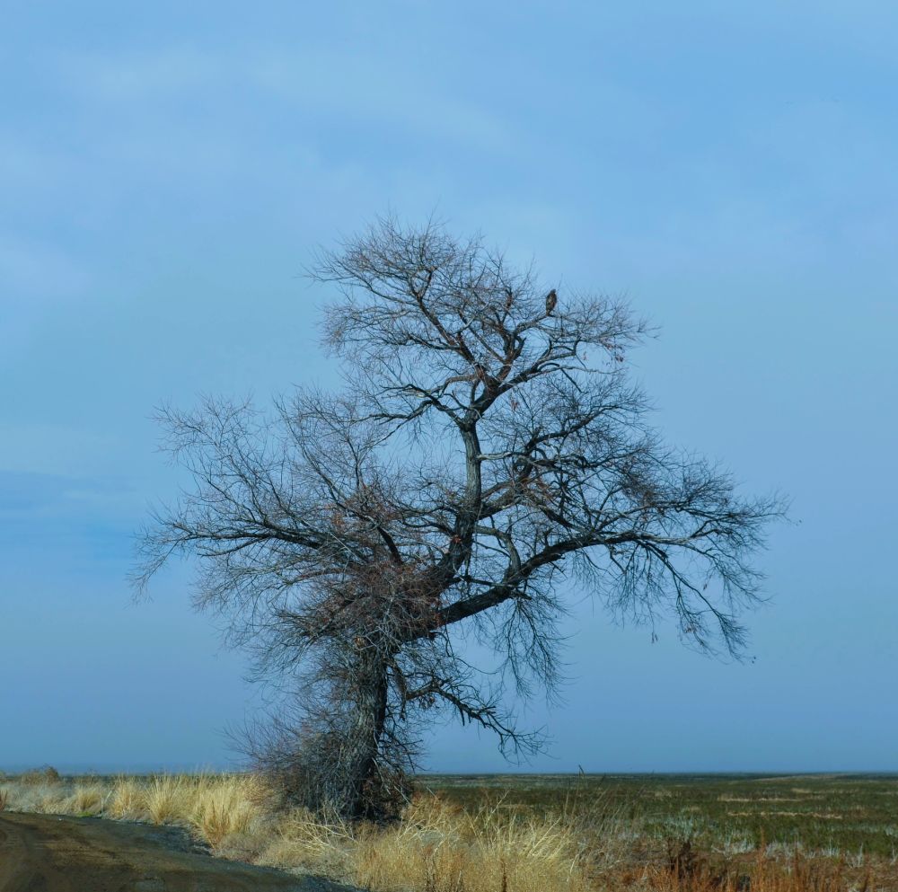 taken at the Klamath Wildlife refuge in northern california. a photo of a large bare tree in bush and field near a road. there is an eagle high up in the tree.