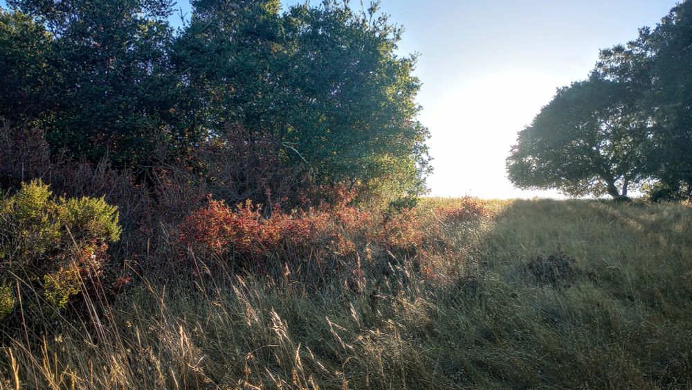 grasses and trees with sunlight streaming through in China Camp State Park in California.
