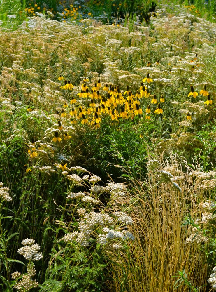 a field of wildflowers and grasses
