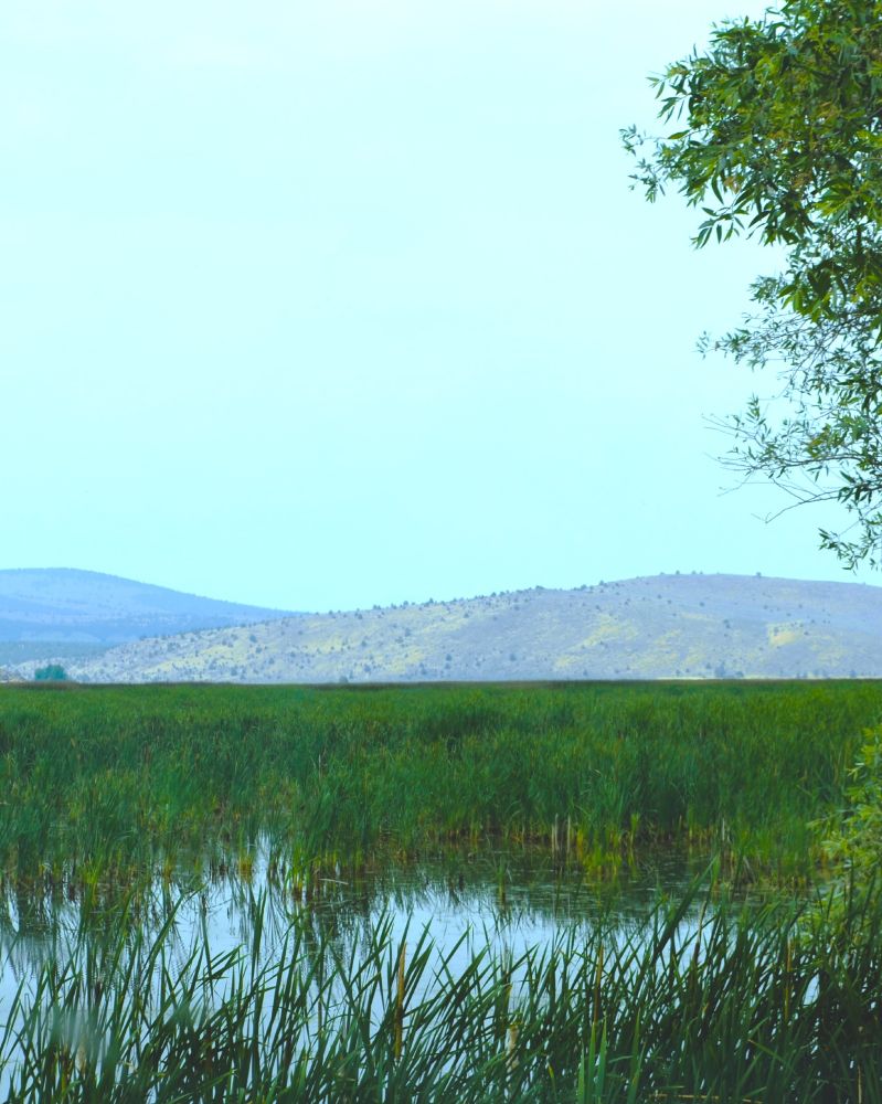 grasses in and around the water in the wetlands. there are mountains in the background.