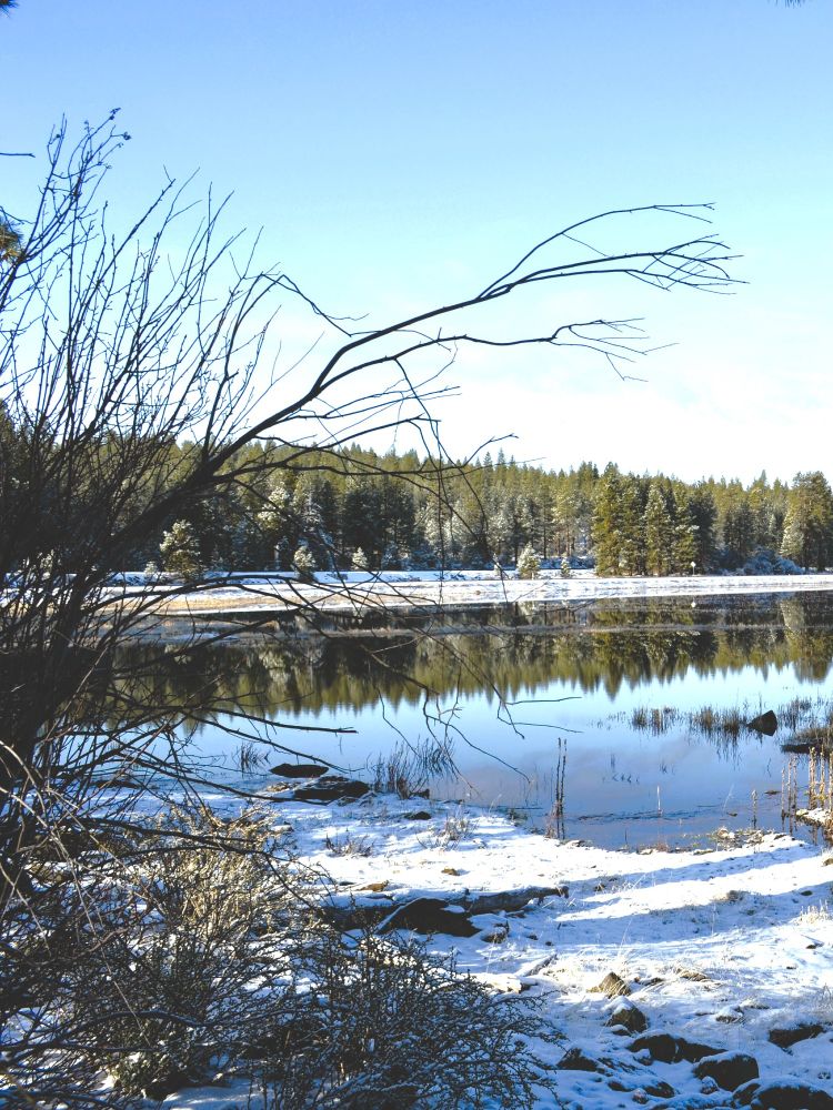 a peaceful lake with snow dusting the earth in the foreground with a tree and bush to the left. Behind the lake is a forest of trees on a mountain.