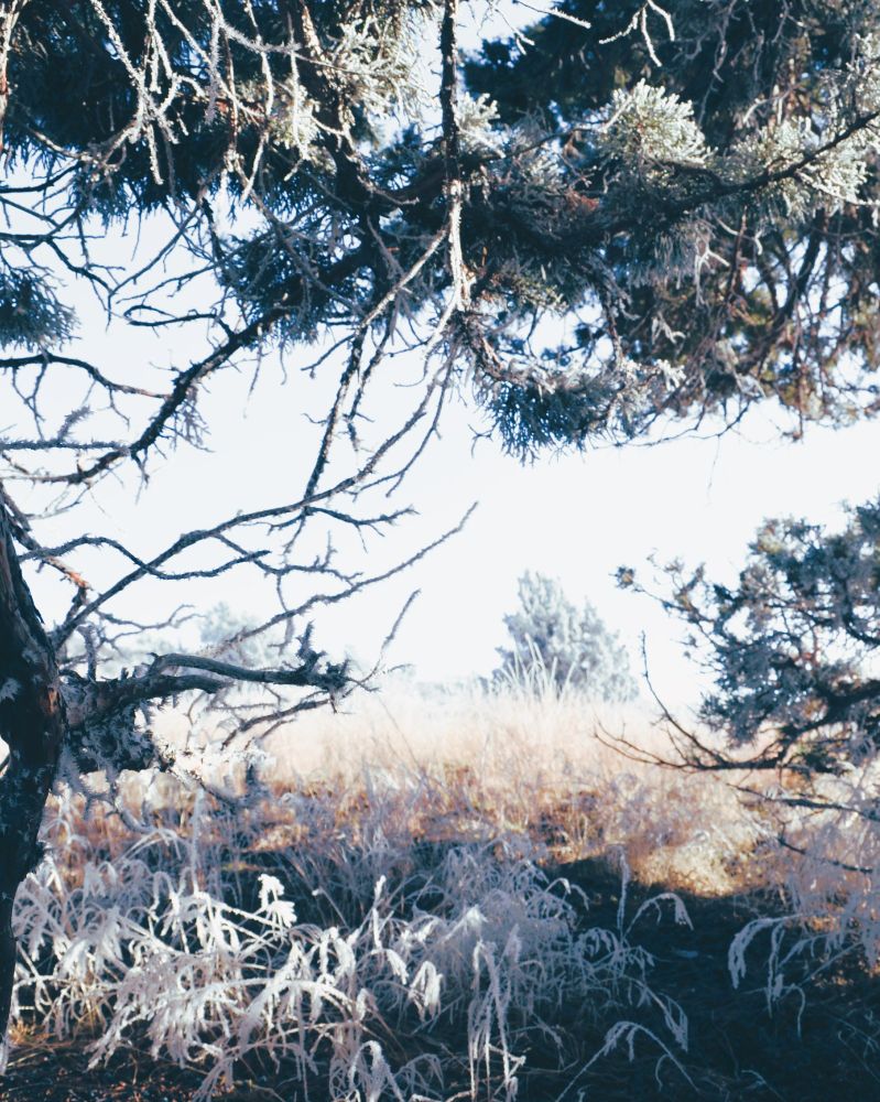 tree branches frame the photo with grasses on the bottom and a faint tree in the distance.