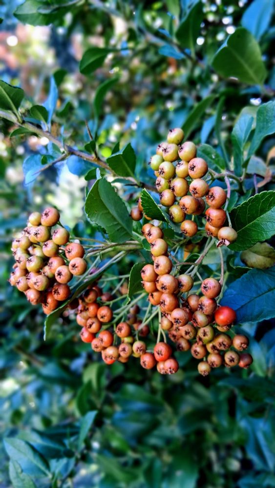 a scarlet firethorn bush showing it's little orange round pommes.