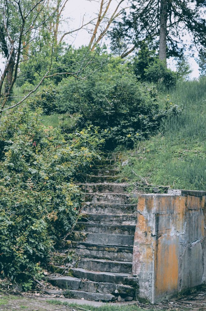 concrete steps between trees on the left and a small concrete wall on the right seems to go nowhere.