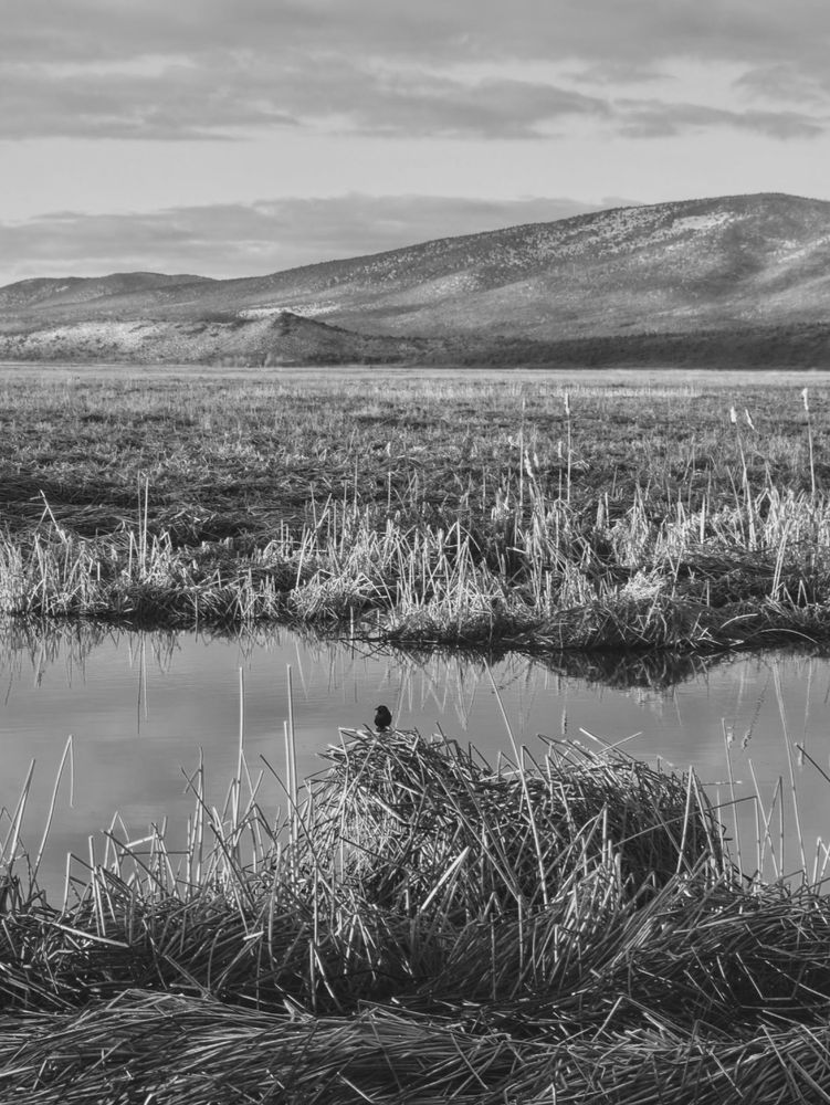 grasses then water in the foreground followed by more grasses back to the mountains in the background.