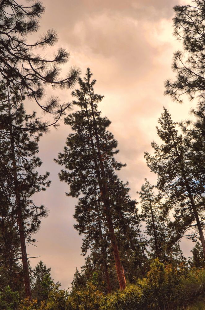 Pine trees circle the frame with underbrush.