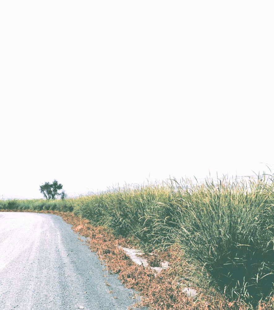 driving on a road with bushes to the right as it curves. There is one tree in the distance.