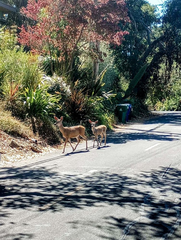two deer walking down a neighborhood street with trees on the left.