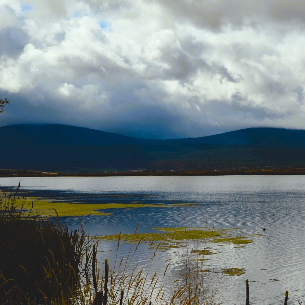 at the edge of the river by a bush. Looking across the river there is some algae on the water and mountains in the background.