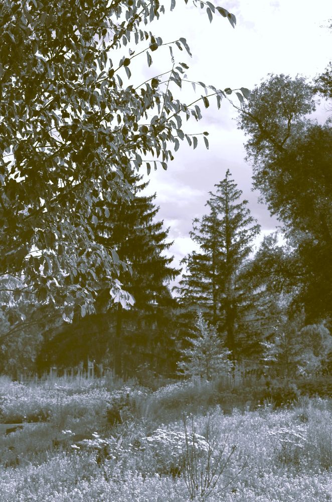walking in the country with grasses, wildflowers and trees all around.