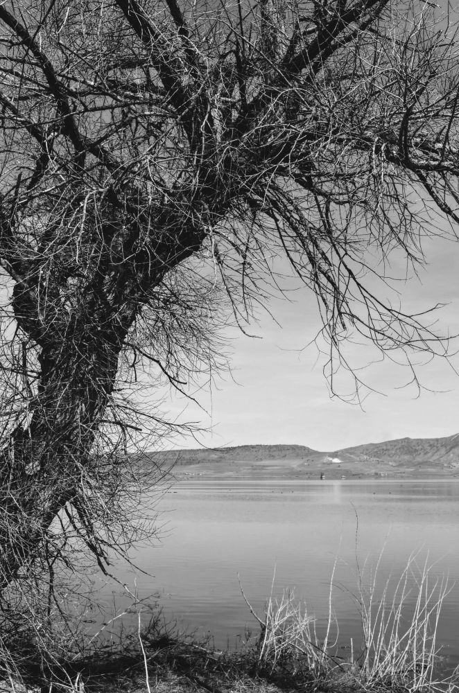 a single bare tree branches out all over next to a lake with mountains in the background.