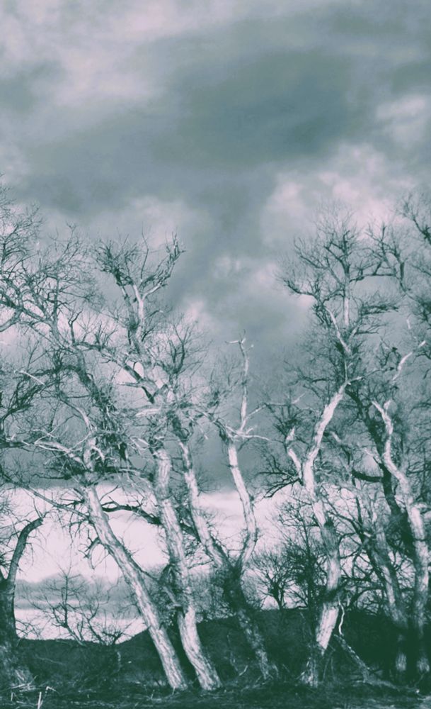 a few tall bare bent trees reaching up and over with a cloudy sky and mountains in the background.